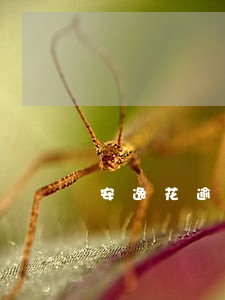 安逸花逾期可以只还本金吗 安逸花逾期可以只还本金吗