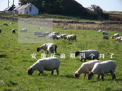 安逸花逾期四个月了 安逸花逾期四个月了