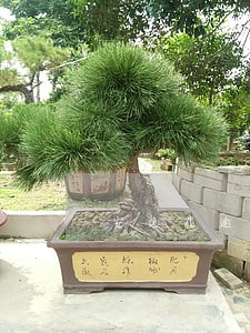 安逸花逾期多久上征信 安逸花逾期多久上征信