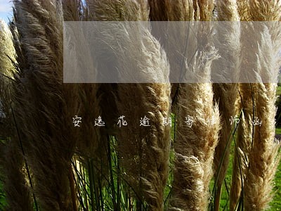 安逸花逾期寄律师函 安逸花逾期寄律师函