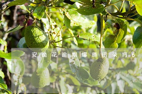 安逸花逾期爆通讯录吗6 安逸花逾期爆通讯录吗6
