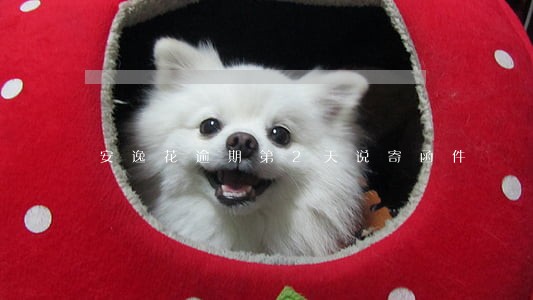 安逸花逾期第2天说寄函件 安逸花逾期第2天说寄函件