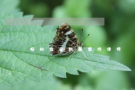 安阳专业刑事案件律师 安阳专业刑事案件律师
