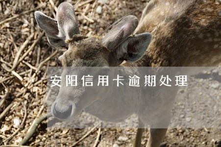 安阳信用卡逾期处理 安阳信用卡逾期处理