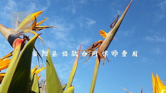 安阳县借款合同律师费用 安阳县借款合同律师费用