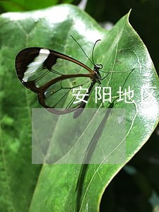 安阳地区口碑好的减刑律师 安阳地区口碑好的减刑律师