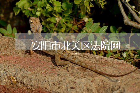 安阳市北关区法院网