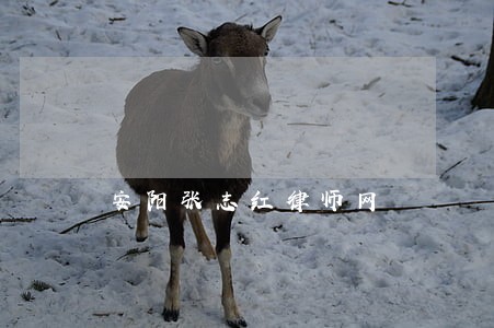 安阳张志红律师网 安阳张志红律师网