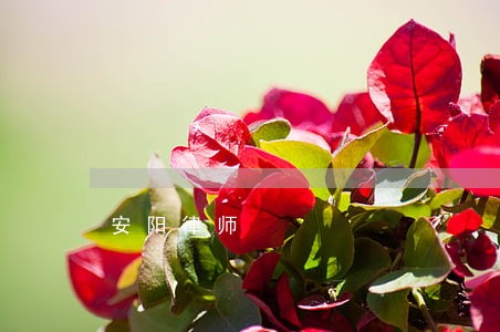 安阳律师