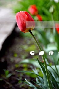 安顺债务追讨律师 安顺债务追讨律师