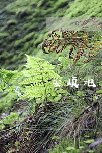 安顺地区镇宁县离婚律师怎么委托 安顺地区镇宁县离婚律师怎么委托