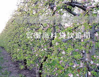 宏图高科贷款逾期 宏图高科贷款逾期