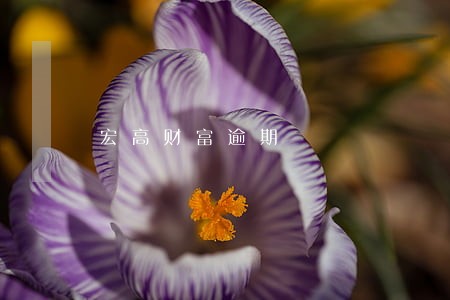宏高财富逾期
