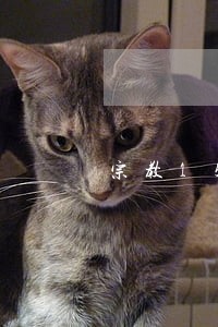 宗教15条例第四条规定 宗教15条例第四条规定