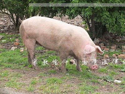 宗教信仰自由受法律约束 宗教信仰自由受法律约束