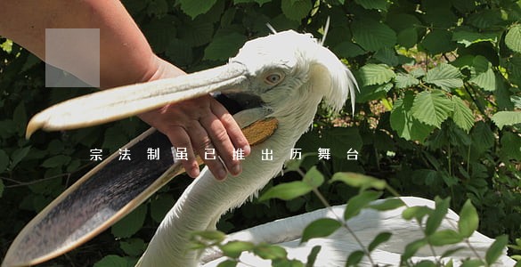 宗法制虽已推出历舞台