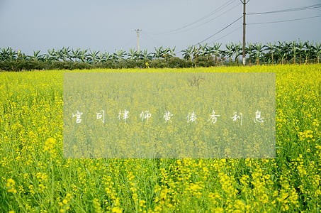 官司律师费债务利息 官司律师费债务利息