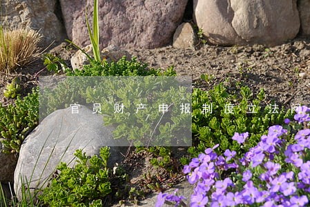 官员财产申报制度立法问题 官员财产申报制度立法问题