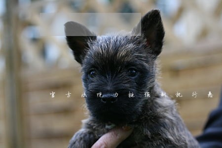 官方法院力挺强制执行悬赏网