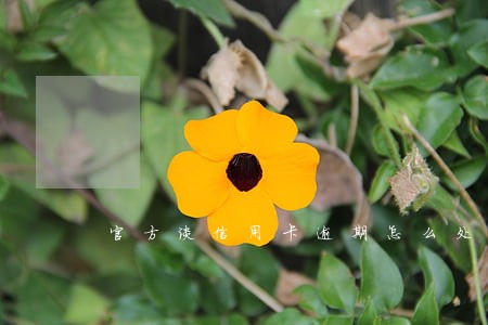 官方谈信用卡逾期怎么处理 官方谈信用卡逾期怎么处理