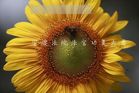官渡法院法官功莫大焉 官渡法院法官功莫大焉