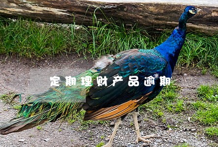 定期理财产品逾期 定期理财产品逾期
