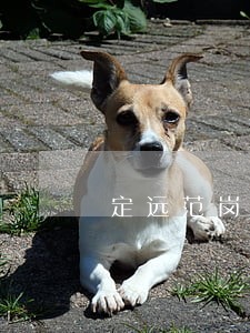 定远范岗土地违法 定远范岗土地违法