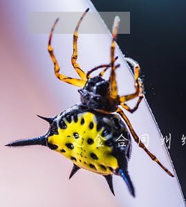 定金合同纠纷律师专线 定金合同纠纷律师专线