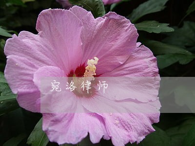 宛洛律师 宛洛律师