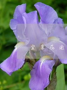 宜享花逾期3000会上门吗 宜享花逾期3000会上门吗