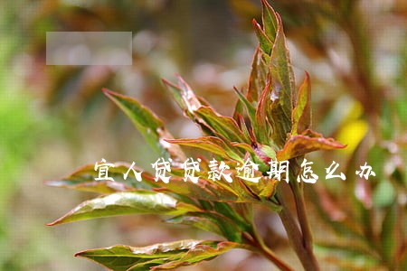 宜人贷贷款逾期怎么办 宜人贷贷款逾期怎么办