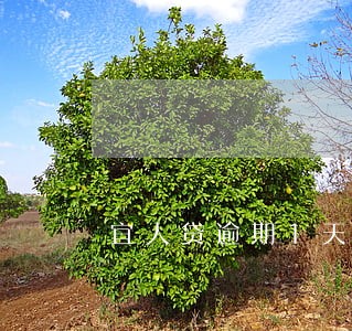 宜人贷逾期1天800利息 宜人贷逾期1天800利息