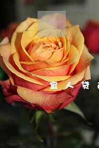 宜人贷逾期70天上门 宜人贷逾期70天上门