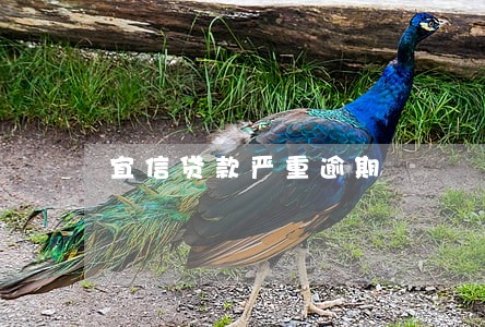 宜信贷款严重逾期 宜信贷款严重逾期