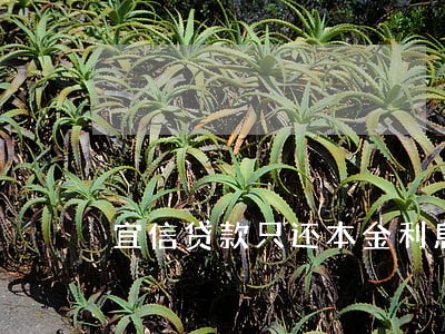 宜信贷款只还本金利息不还 宜信贷款只还本金利息不还