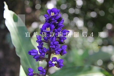 宜信贷款逾期最后4期 宜信贷款逾期最后4期