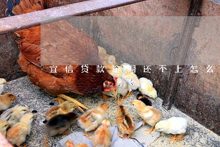 宜信贷款逾期还不上怎么办6年 宜信贷款逾期还不上怎么办6年