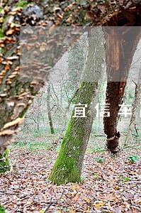 宜信车融租逾期车被开走合法吗