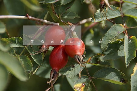 宜信逾期如何协商只还本金 宜信逾期如何协商只还本金