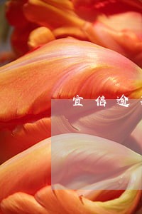宜信逾期还能在人人贷吗 宜信逾期还能在人人贷吗