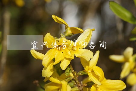 宜兴债务律师咨询