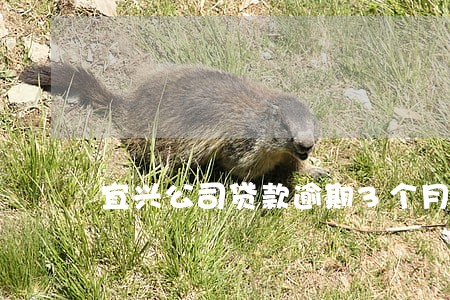 宜兴公司贷款逾期3个月了 宜兴公司贷款逾期3个月了