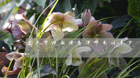 宜兴市债权债务律师电话多少 宜兴市债权债务律师电话多少