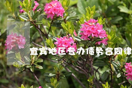 宜宾地区专办债务合同律师 宜宾地区专办债务合同律师