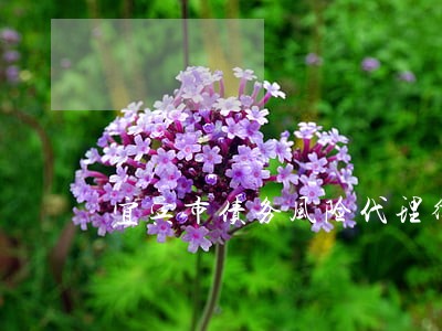 宜宾市债务风险代理律师事务所 宜宾市债务风险代理律师事务所