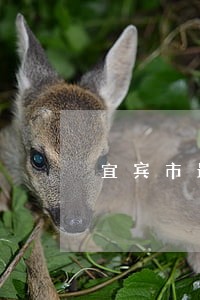 宜宾市最牛违法车辆 宜宾市最牛违法车辆