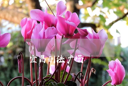 宜昌刑法广场 宜昌刑法广场