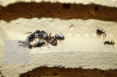 宜昌市离婚股权律师微信咨询 宜昌市离婚股权律师微信咨询