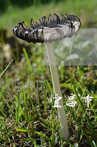 宜昌市西陵区司法局局长