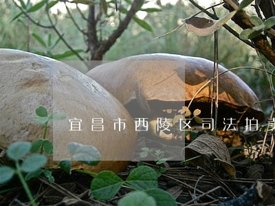 宜昌市西陵区司法拍卖